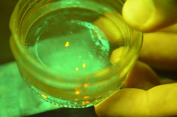 Broken fluorescent spine tips